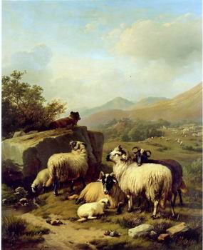 Sheep 083